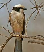 Northern White-crowned Shrike