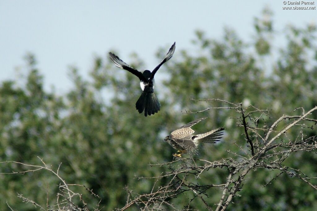 Common Kestreljuvenile, Behaviour