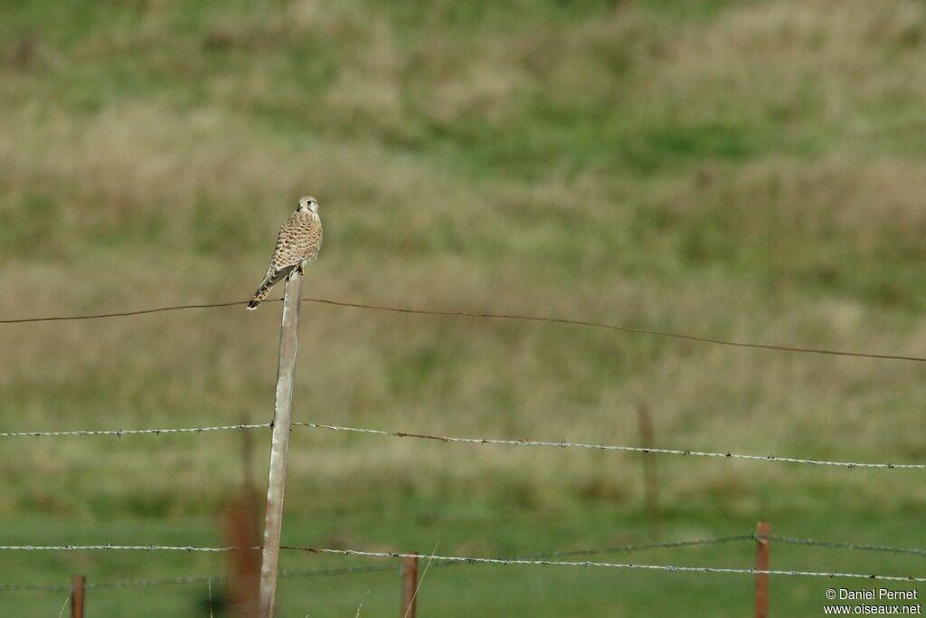 Common Kestrelimmature, identification