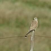 Common Kestrel