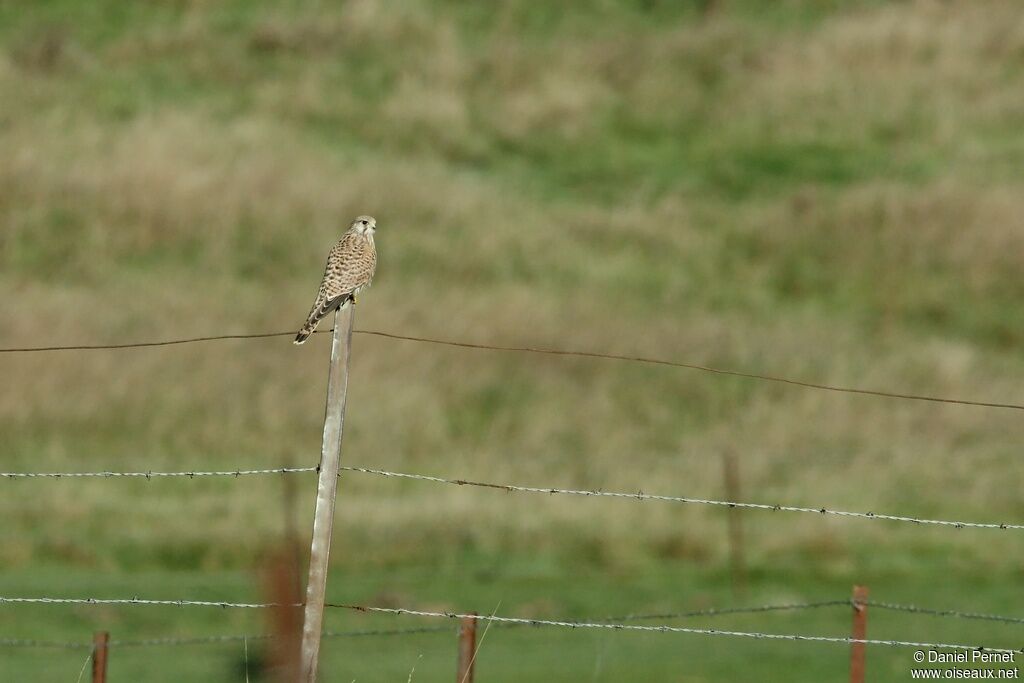 Common Kestrelimmature, identification