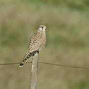 Common Kestrel