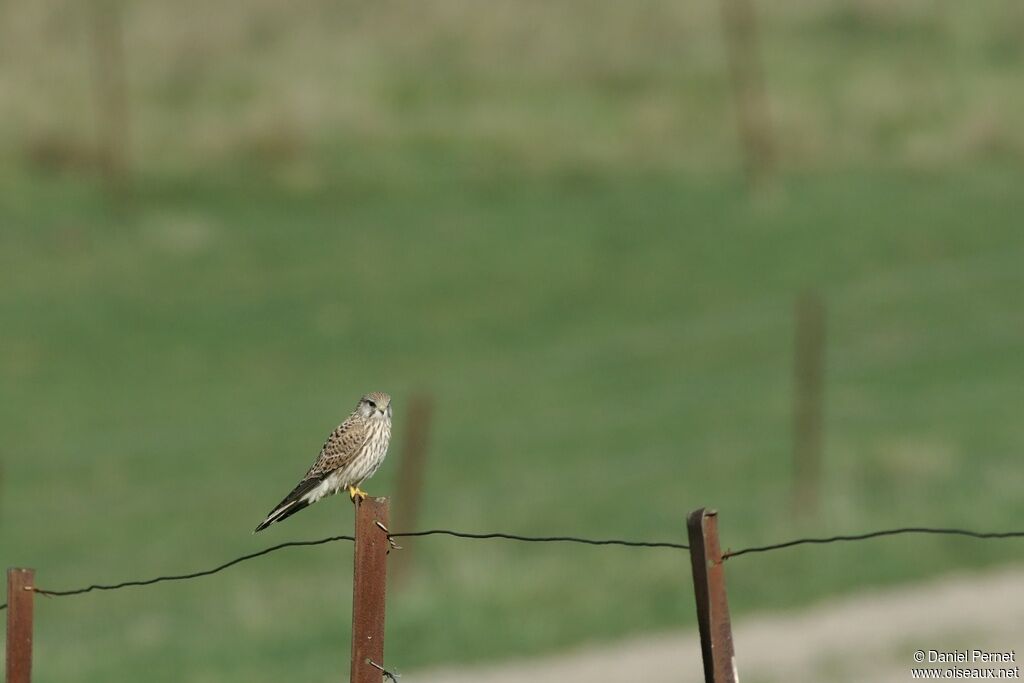 Faucon crécerelleimmature, identification