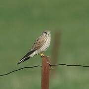 Common Kestrel