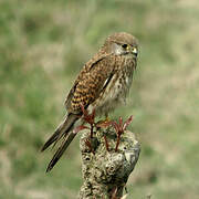 Common Kestrel