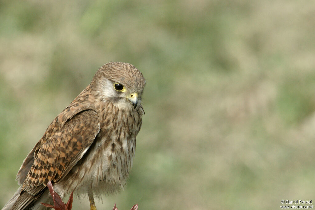 Common Kestrel female adult, close-up portrait