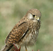 Common Kestrel