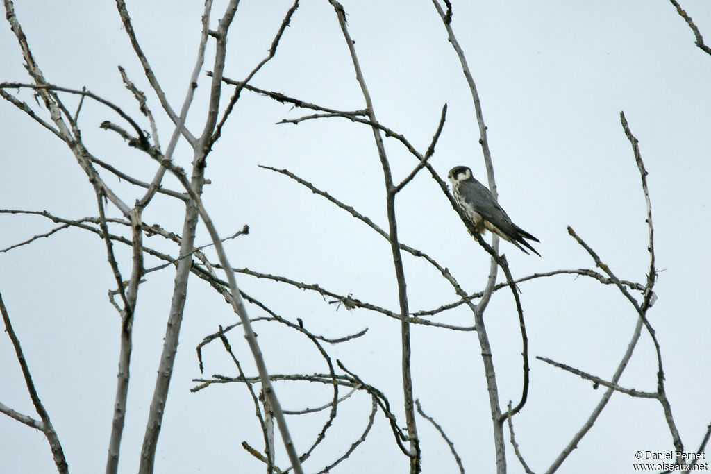 Eurasian Hobbyadult, habitat