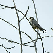 Eurasian Hobby