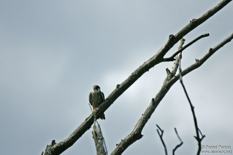 Faucon hobereauadulte, habitat