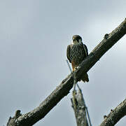 Eurasian Hobby