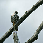 Eurasian Hobby