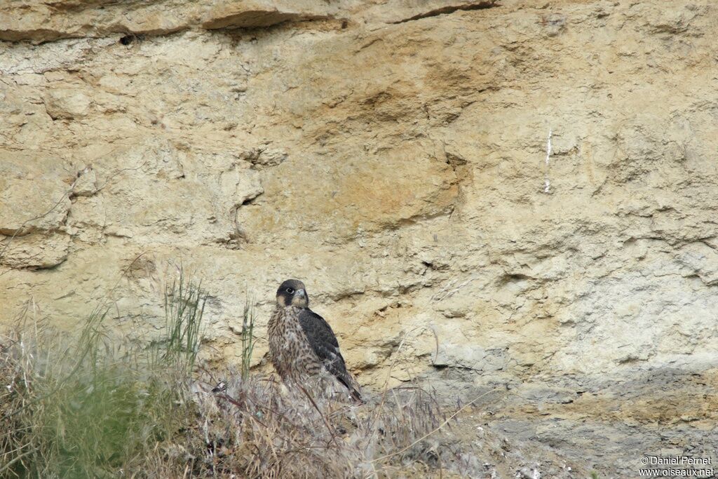 Peregrine Falconimmature, identification