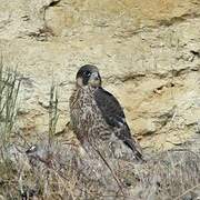 Peregrine Falcon