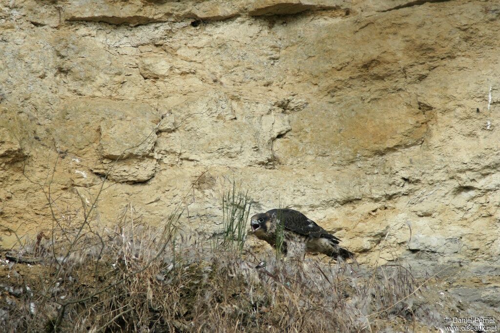 Peregrine Falconimmature