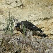 Peregrine Falcon