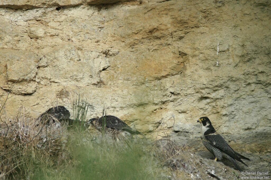 Peregrine Falconadult, identification, Behaviour