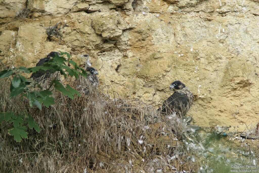 Faucon pèlerinimmature, identification