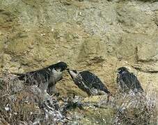 Peregrine Falcon