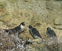 Peregrine Falcon