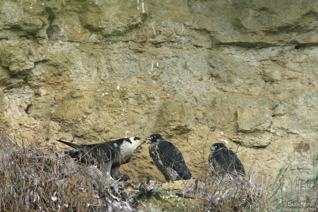 Faucon pèlerinadulte, identification, Comportement