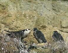 Peregrine Falcon