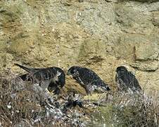 Peregrine Falcon