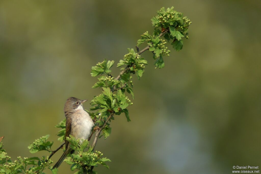 Common Whitethroatadult, identification