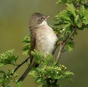 Common Whitethroat