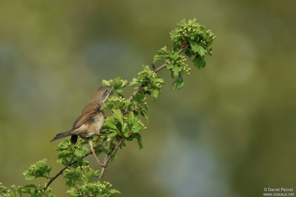 Common Whitethroatadult, identification