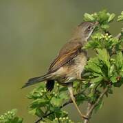 Common Whitethroat