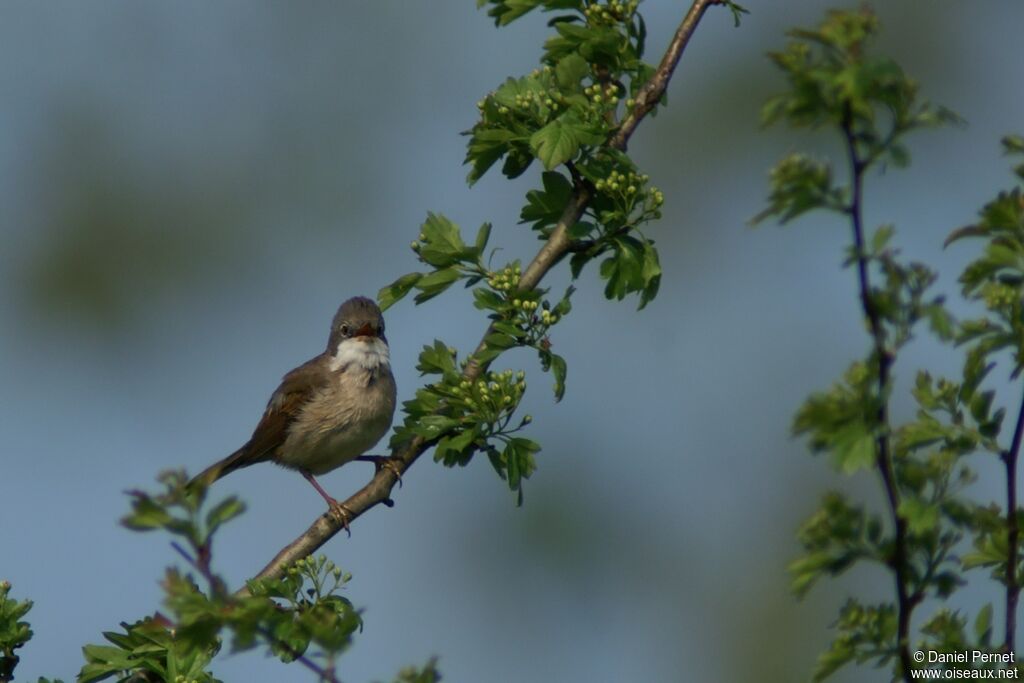 Common Whitethroatadult, identification