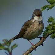 Common Whitethroat