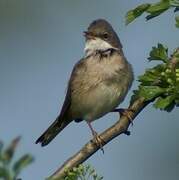 Common Whitethroat