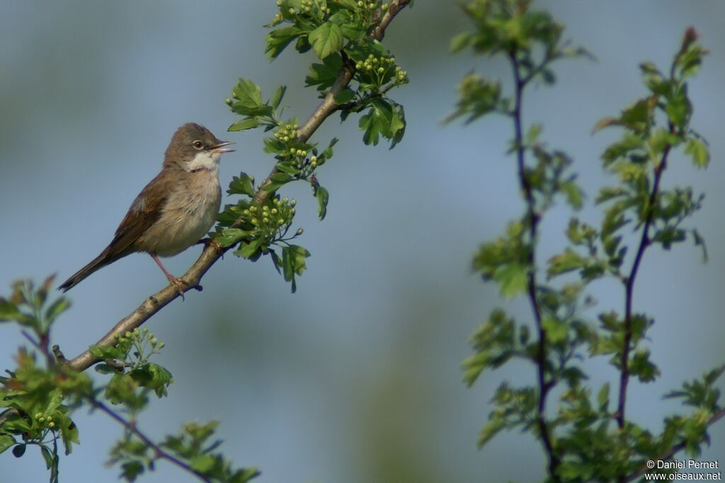 Common Whitethroatadult, identification, song