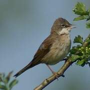 Common Whitethroat