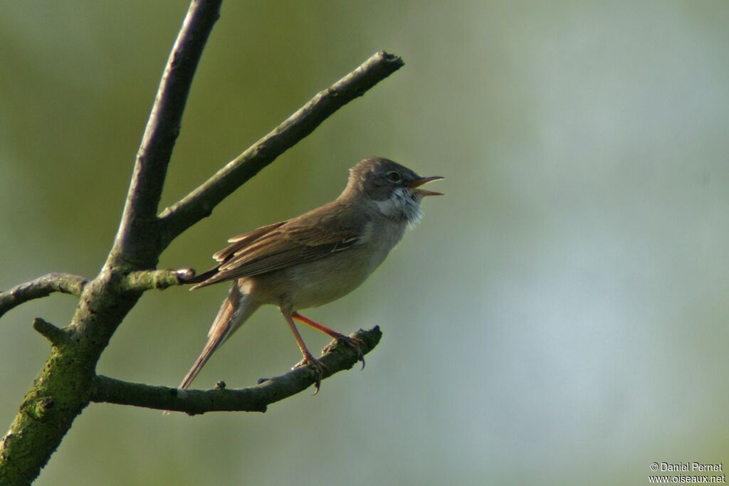 Fauvette grisetteadulte, identification, chant