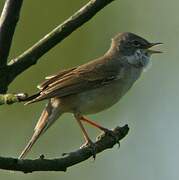 Common Whitethroat