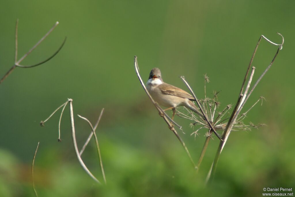 Common Whitethroatadult, identification