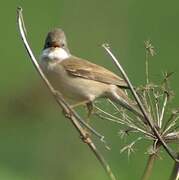 Common Whitethroat