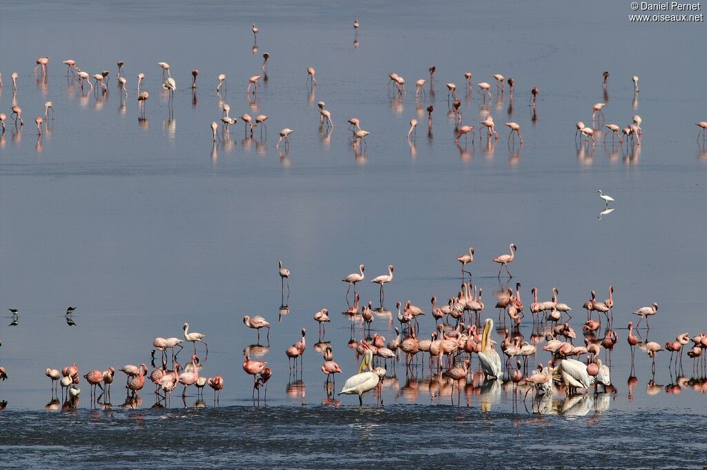 Lesser Flamingoadult, identification