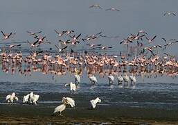 Lesser Flamingo