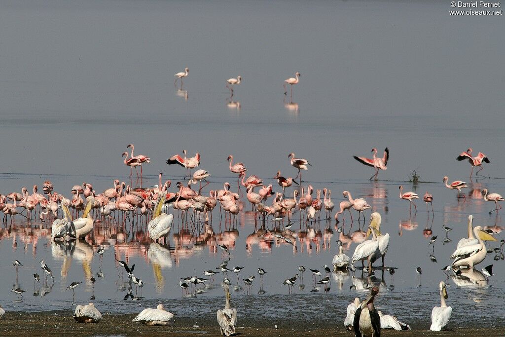 Lesser Flamingoadult, identification