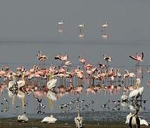 Lesser Flamingo