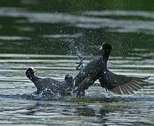 Eurasian Coot