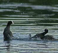 Eurasian Coot