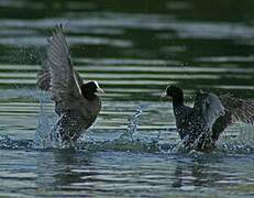 Eurasian Coot