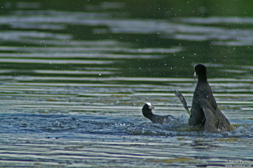 Eurasian Coot male adult, Behaviour