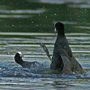 Eurasian Coot