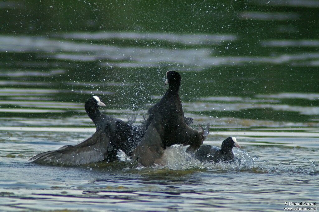 Eurasian Coot male adult, Behaviour